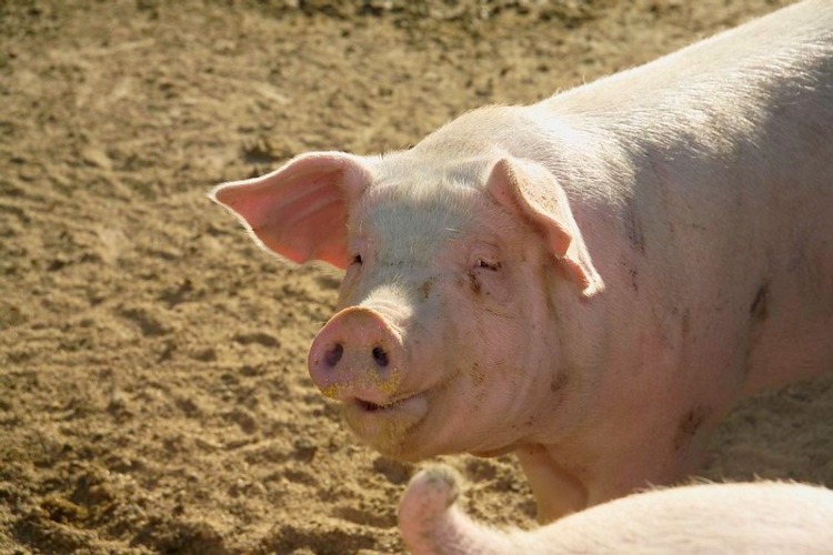 Case of swine fever in Buonabitacolo