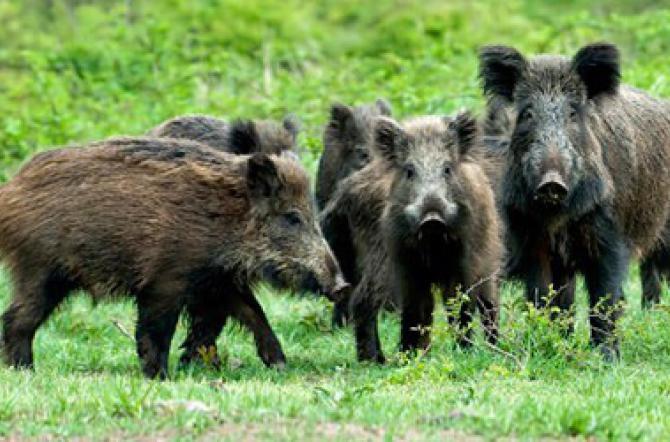 Wild Boar Emergency, Protest within the Area