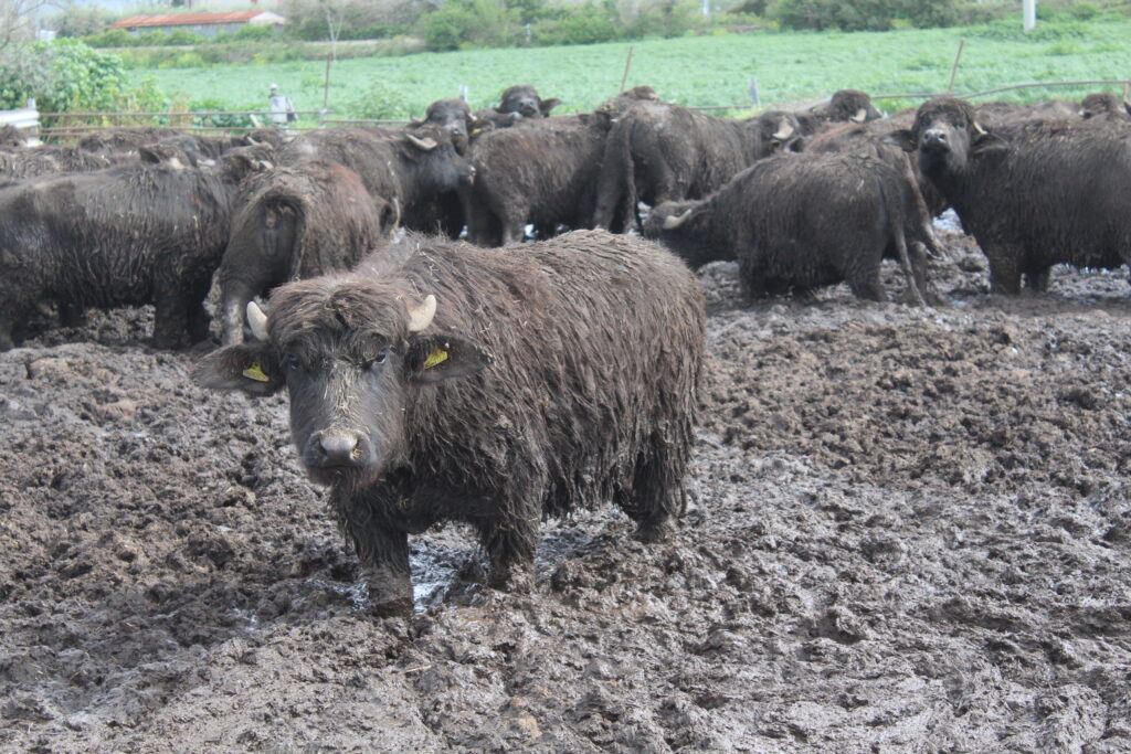 Capaccio Paestum, discarica abusiva nell’azienda bufalina: scatta il sequestro