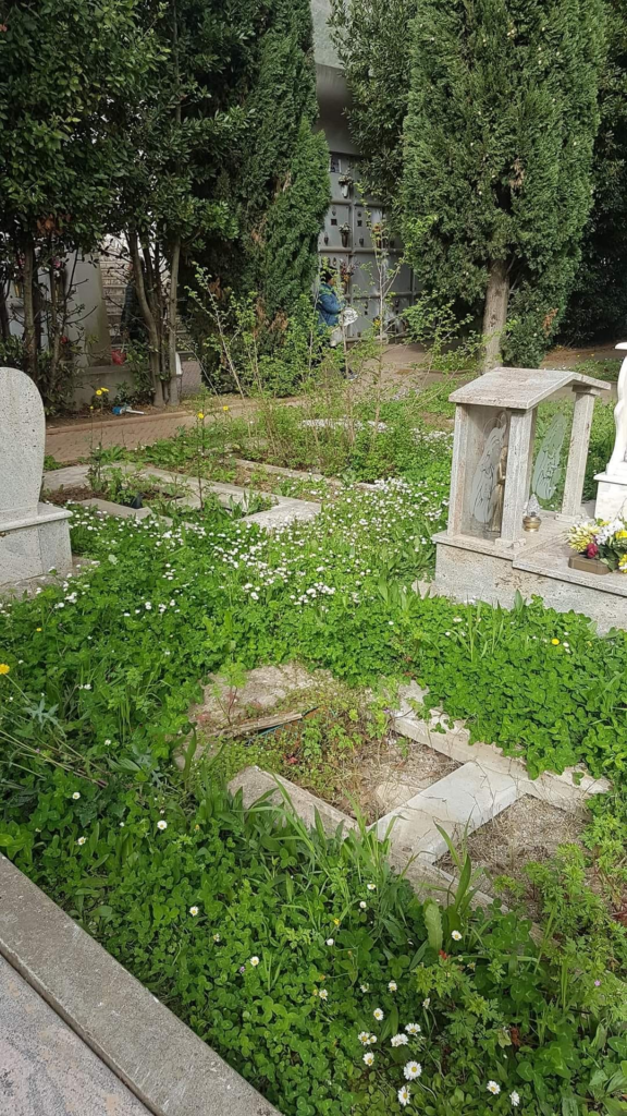 Rats, waste and tall grass: the Cava Cemetery is in disrepair