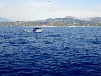 Cetaceans are another “pearl” of the protected area