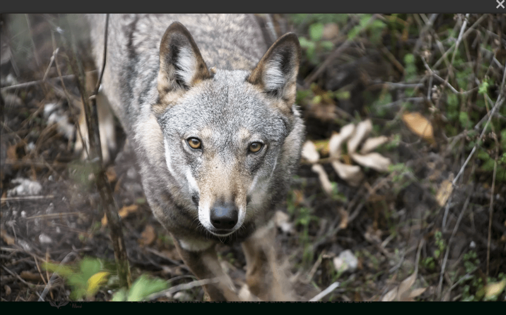 Protected area, wolves a stable presence