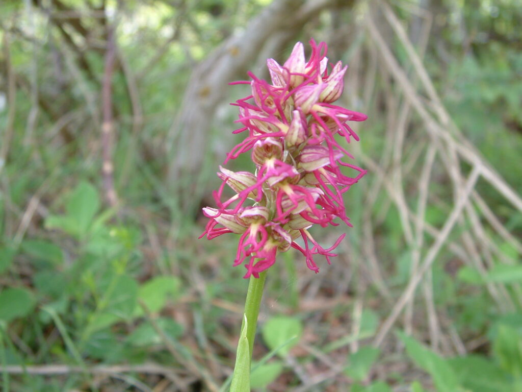 Valle delle Orchidee, tesoro di biodiversità