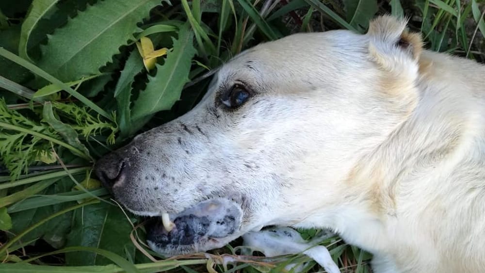 Sala Consilina, cinque cani randagi uccisi