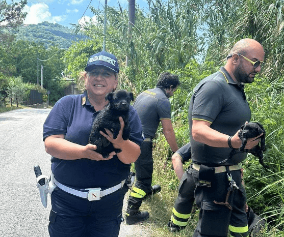 Agropoli, two puppies and their mom saved