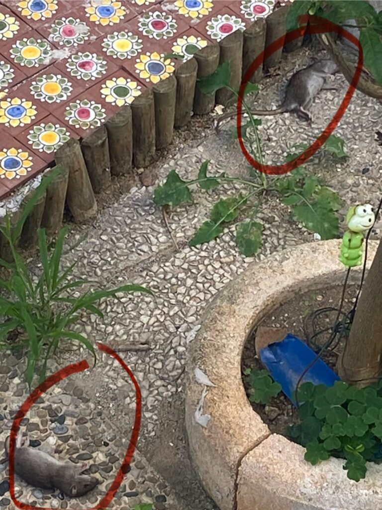 Mouse Emergency in Cava, 23 Present in Backyard