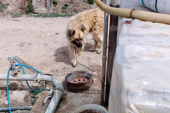 Canine Tied to a Chain and Below the Solar: Saved within the Piana del Sele