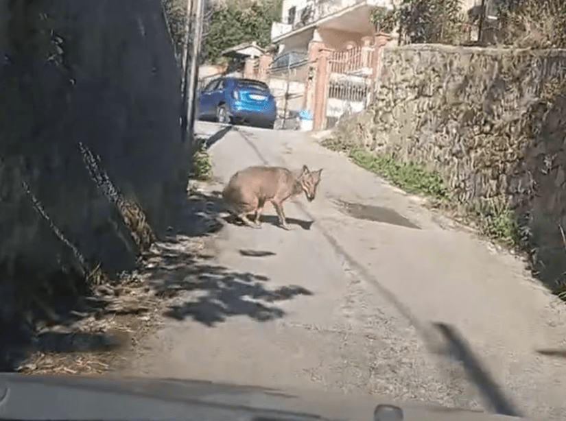 Allarme lupo a San Cipriano Picentino: «Ha sbranato un cucciolo»