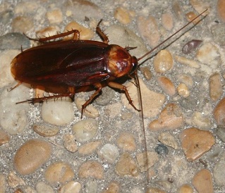 SOS Cockroaches in Salerno, disinfestation begins