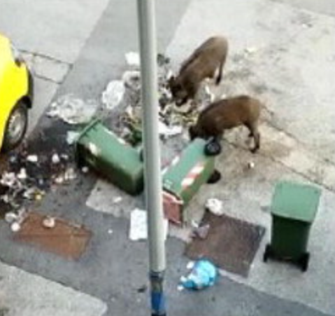 Salerno, in Sant’Eustachio wild boars among the waste