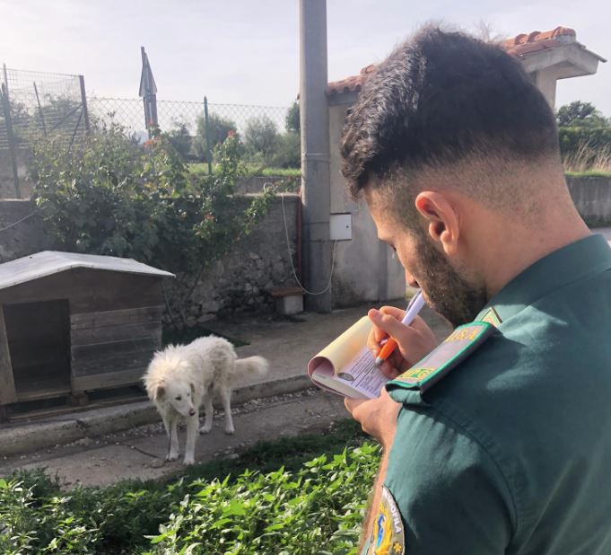 Abused Dogs in Padula, Major Operation Starts