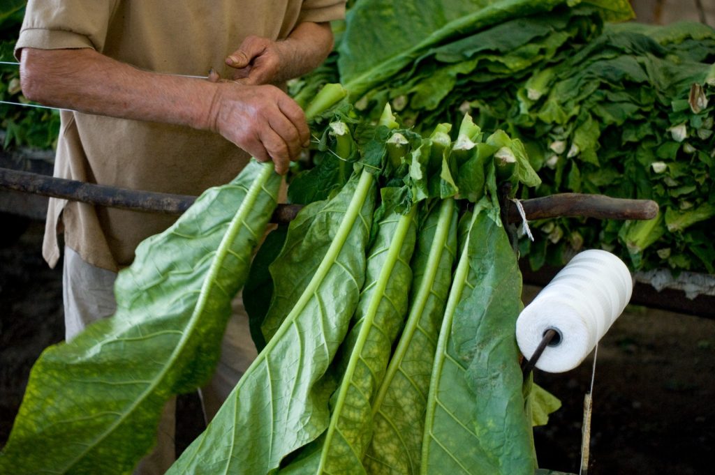 Manifatture Sigaro Toscano, progetto pilota in Campania