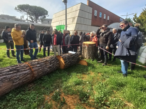 alberi tagliati arbostella